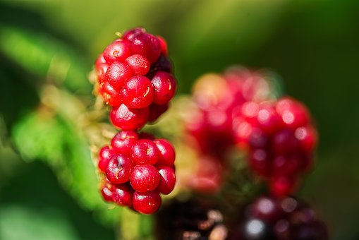 Brombær, Natur, Frugt, Plante, Makro