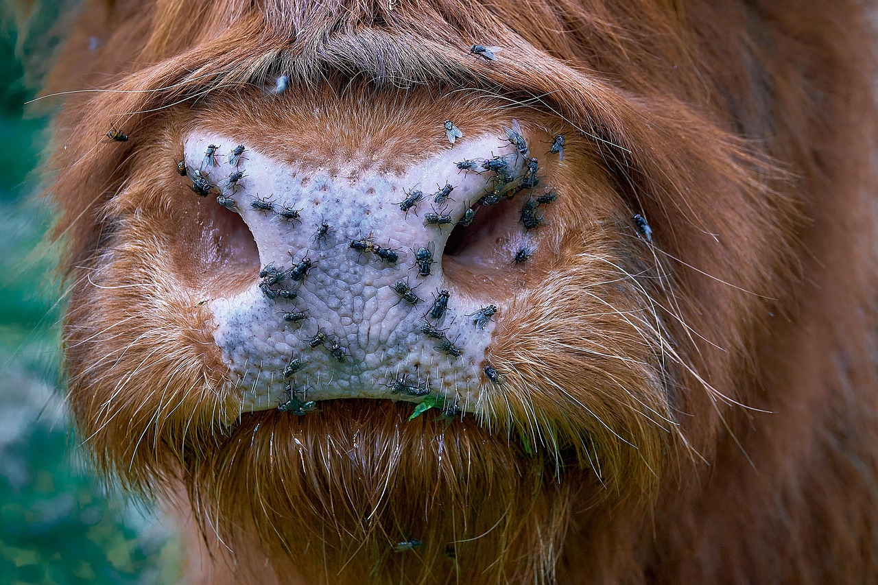 Beef - free online jigsaw puzzle photo