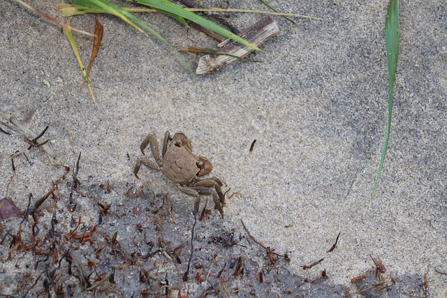 Free Small Fiddler Crab photo and picture