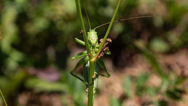 Grashüpfer, Heuschrecke, Gras