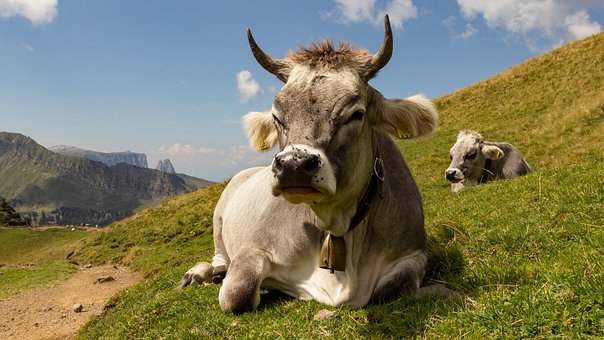 Kühe, Stier, Hörner, Graues Vieh, Gras