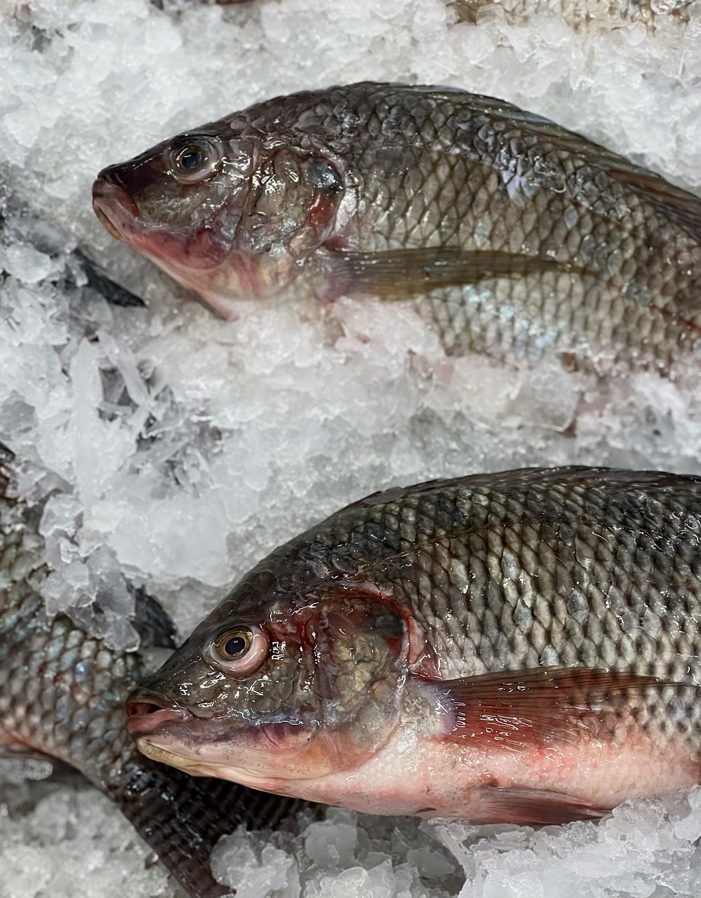 500 Free Tilapia Fillets Steak Images Pixabay 500 Free Tilapia Fillets Steak Images Pixabay