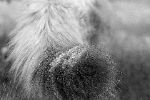 Plus De 100 Images De Queue De Chat Et De Queue Pixabay