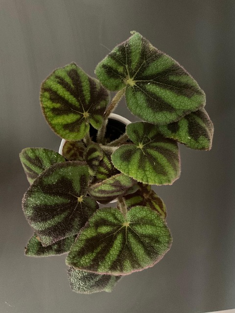 Free Begonia Houseplant photo and picture