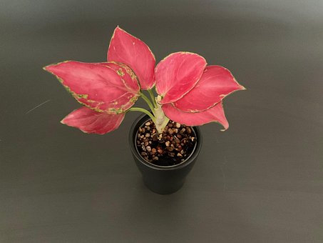 Free Aglaonema Aglaonema Red Elephant photo and picture