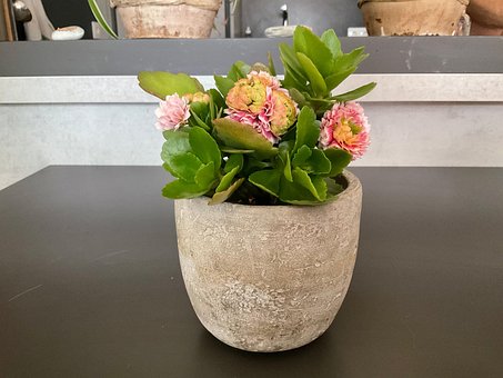 Free Kalanchoe Kalanchoe Blossfeldiana photo and picture