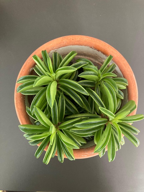Free Pepperomia Peperomia Dolabriformis photo and picture