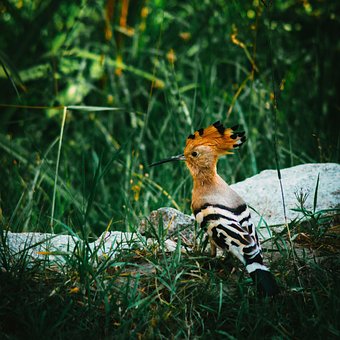 Free Bird Hoopoe photo and picture