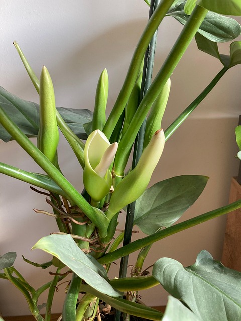 Free Philodendron Hastatum Philodendron photo and picture