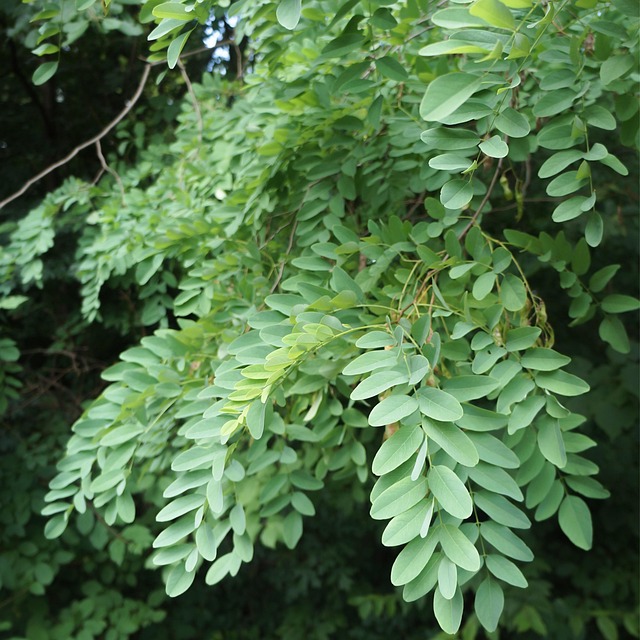 Free Robinia Tree photo and picture