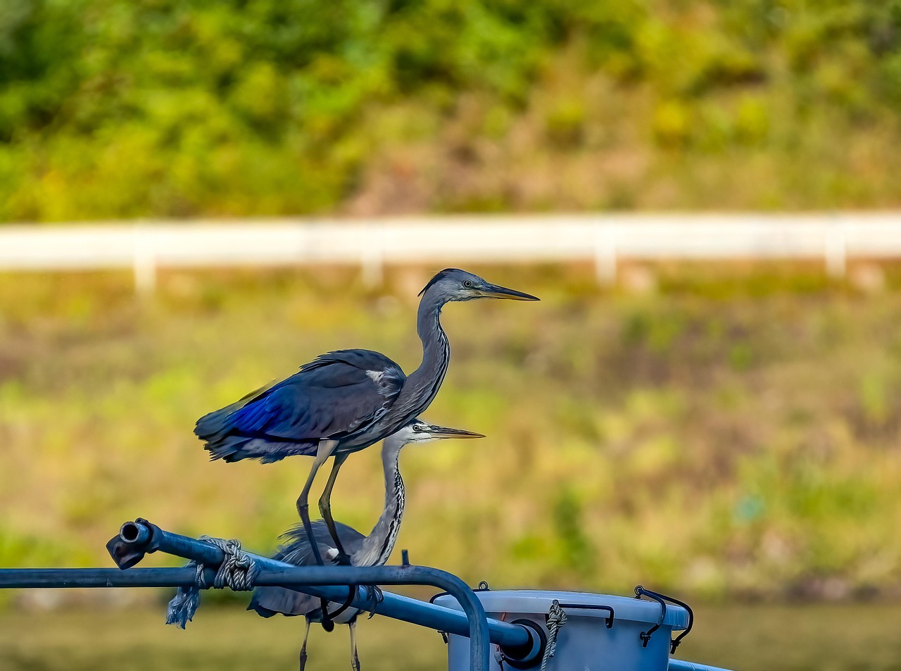 Más de 4 000 imágenes gratis de Garzas y Naturaleza - Pixabay