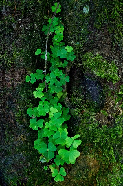 Free Forest Happiness photo and picture