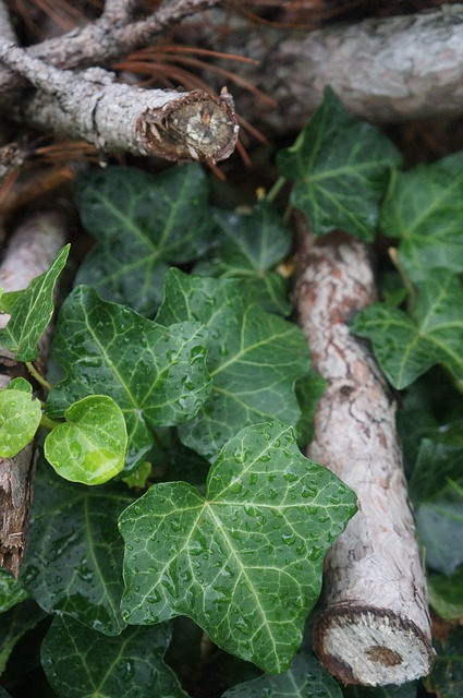 Free Ivy Fall photo and picture