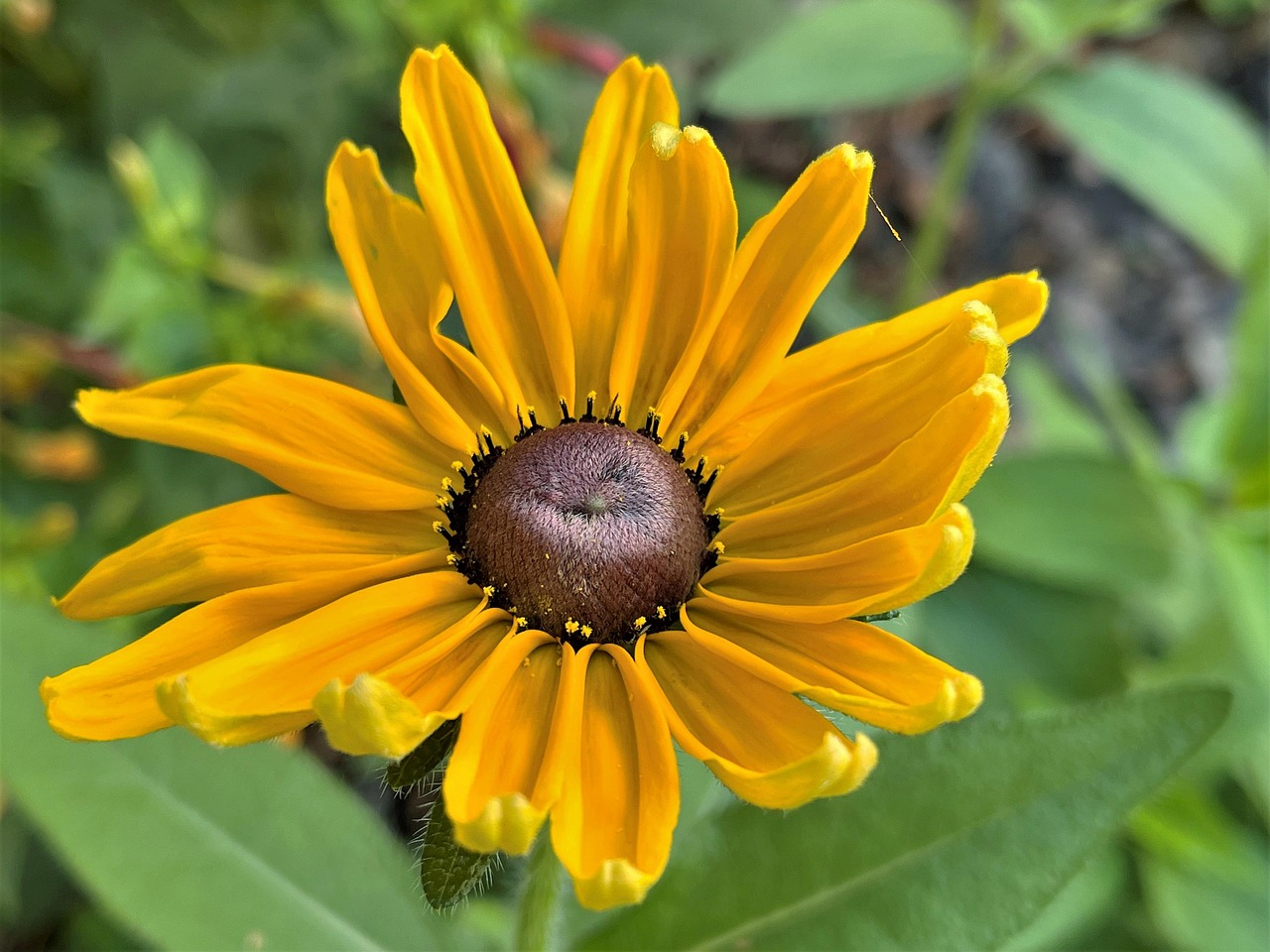 Rudbeckia Coneflower Yellow Flower Free photo on Pixabay Pixabay