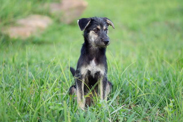 Free Animal Dog photo and picture