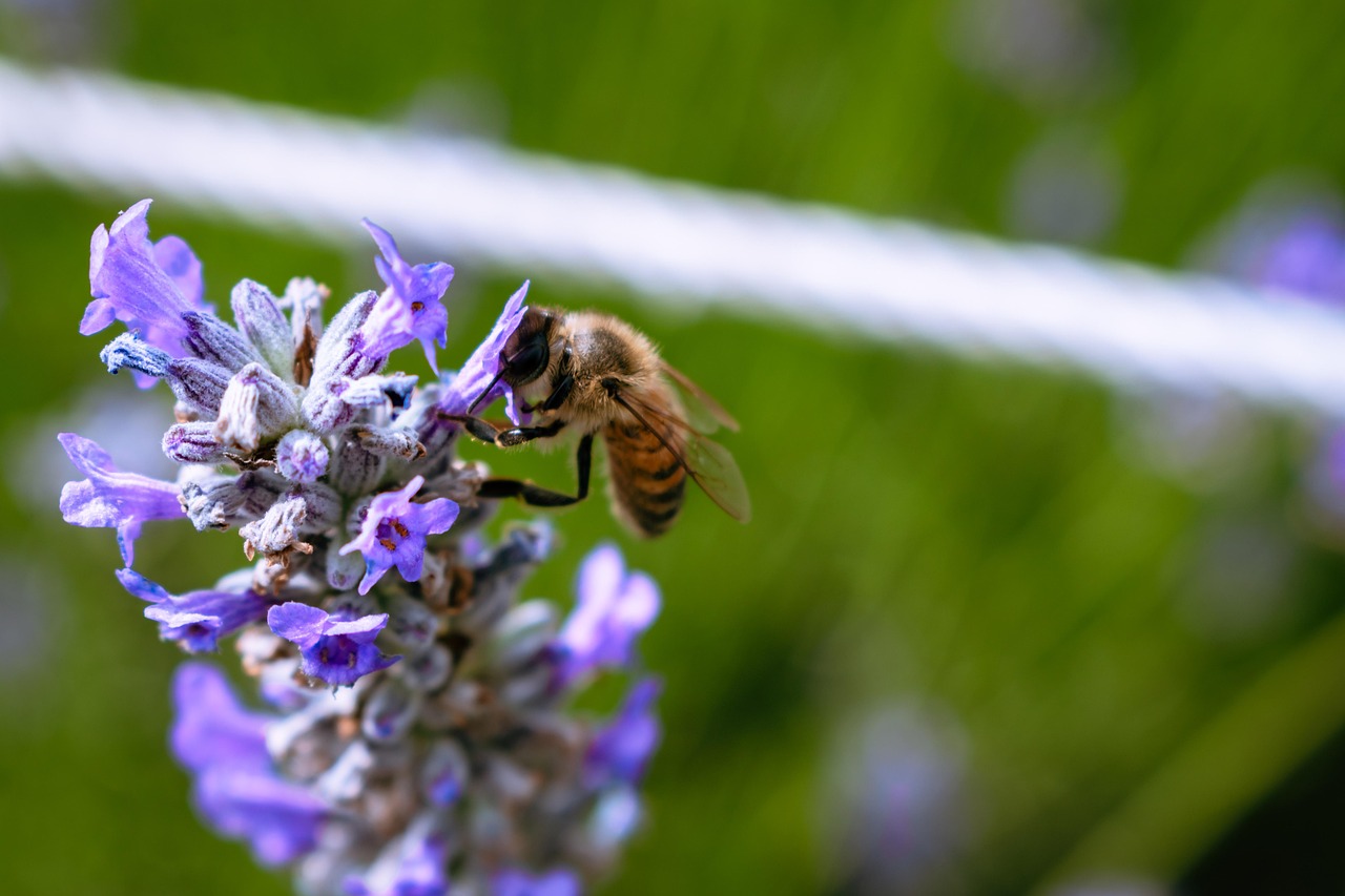 Lavender - free online jigsaw puzzle photo
