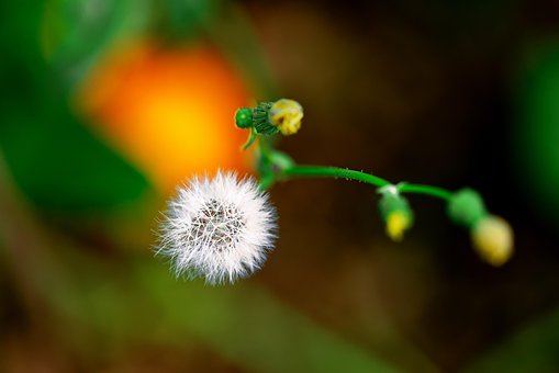 Mælkebøtte, Blomst Tapet