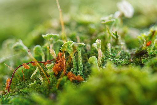 Trompetfletninger, Natur, Planter, Makro