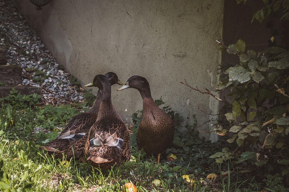 Ducks Running Animals Free photo on Pixabay