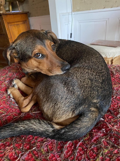 Cão, Animal, Amor, Animais, Pose, Veja