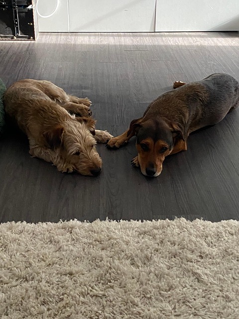Cão, Animal, Animais, Irmão, Amor