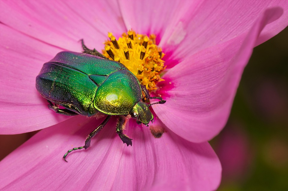 Beetle Rose Insect - Free photo on Pixabay