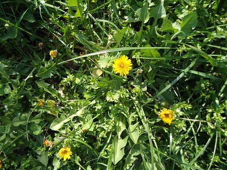 Free Flower Forest photo and picture