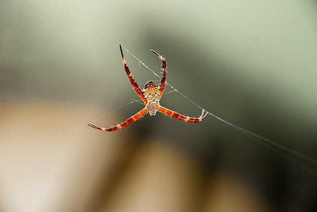 Free Spider Arachnid photo and picture