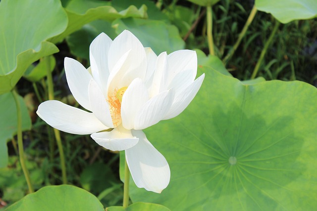 Lotus Blanc Fleur Blanche - Photo gratuite sur Pixabay - Pixabay