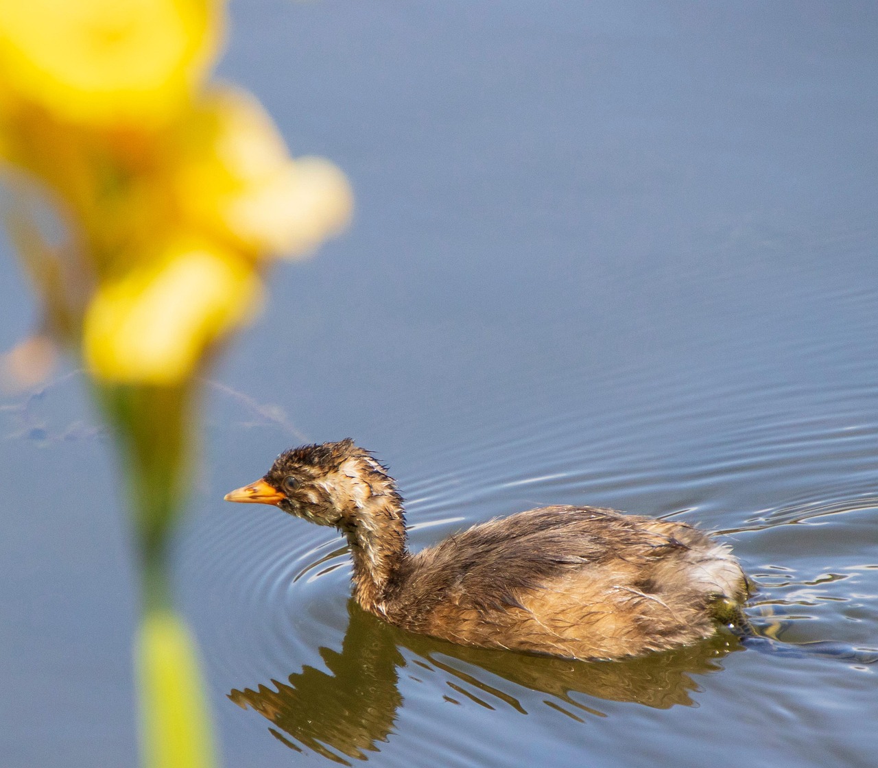 Bird Grebe Water - Free photo on Pixabay