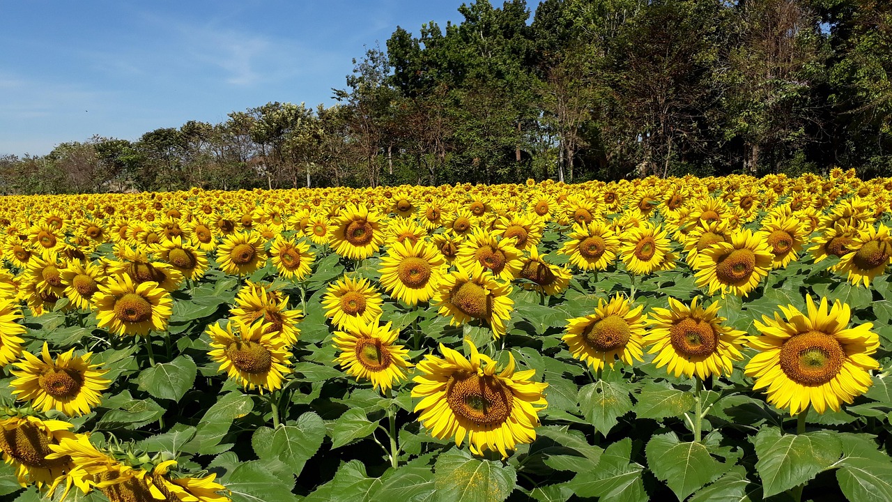 Sunflower Yellow Flower Nature - Free photo on Pixabay - Pixabay