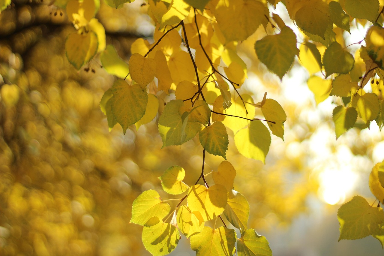 Leaves Autumn Foliage Yellow - Free photo on Pixabay
