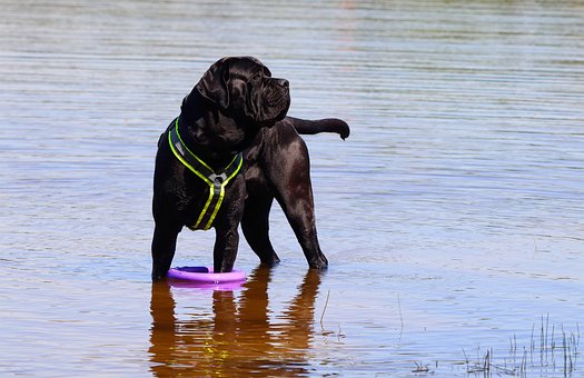 Free Dog Lake photo and picture