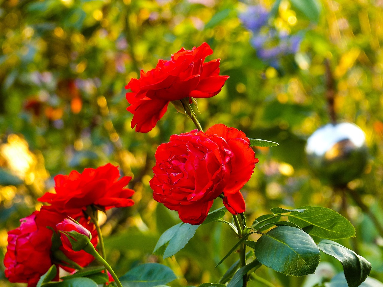 Rose Fleur La Nature Roses - Photo gratuite sur Pixabay - Pixabay