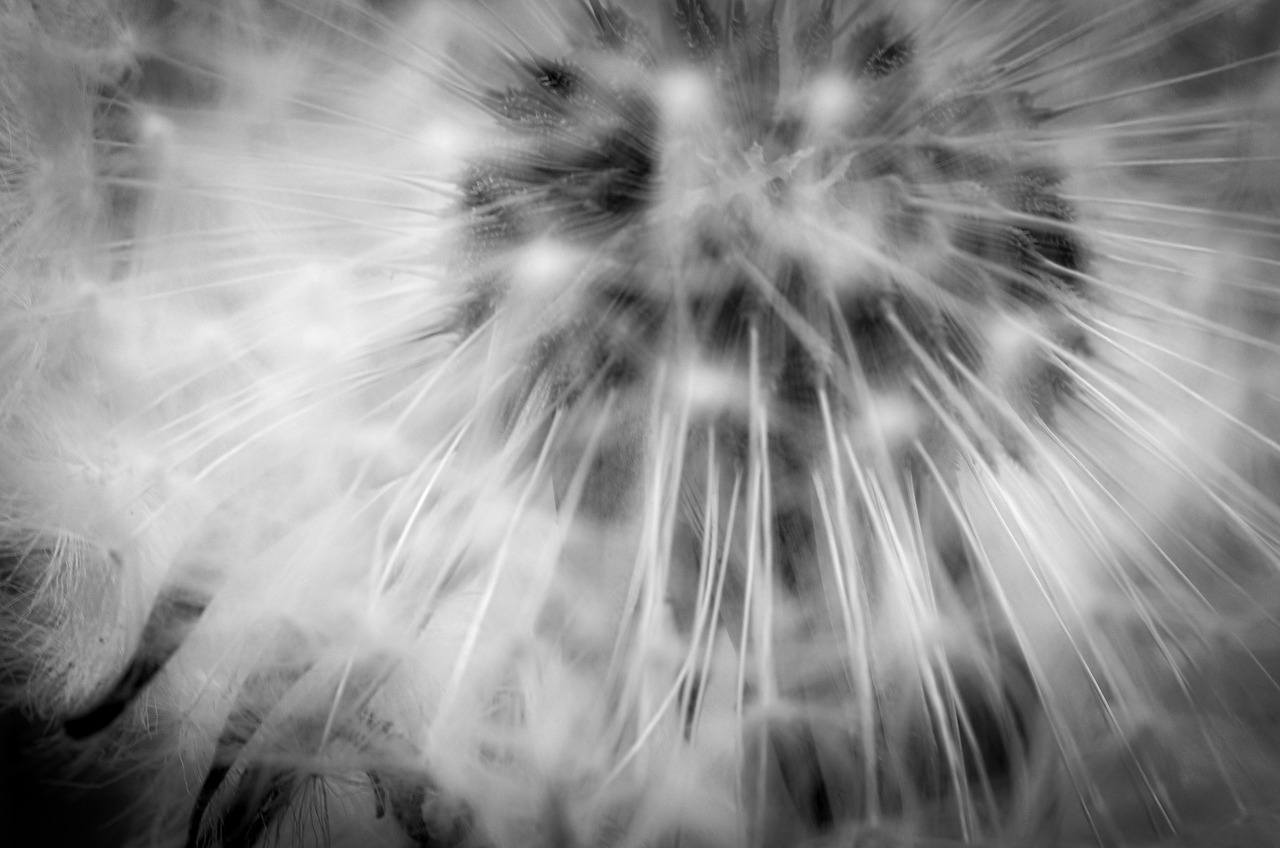 Löwenzahn Schwarz Und Weiß Samen - Kostenloses Foto auf Pixabay - Pixabay