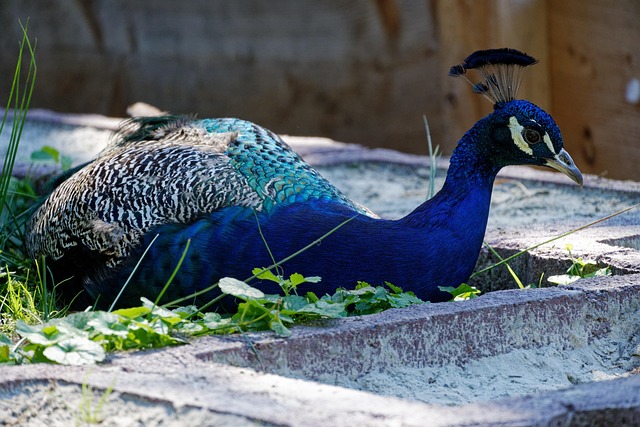Free Bird Peacock photo and picture