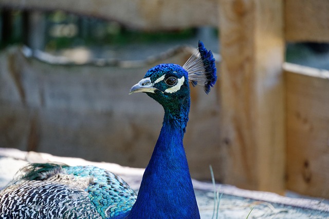 Free Bird Peacock photo and picture
