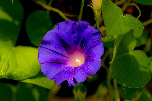 Free Flower Morning Glory photo and picture