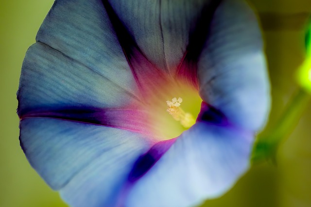 Free Flower Flower Wallpaper photo and picture
