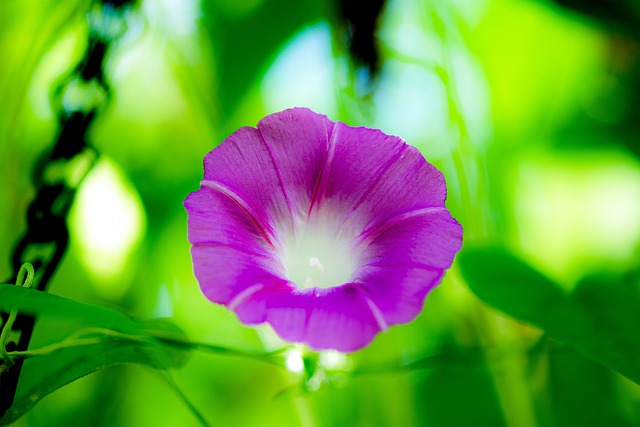 Free Flower Morning Glory photo and picture