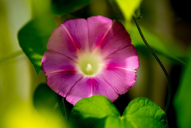 Free Pink Flower Flower Background photo and picture