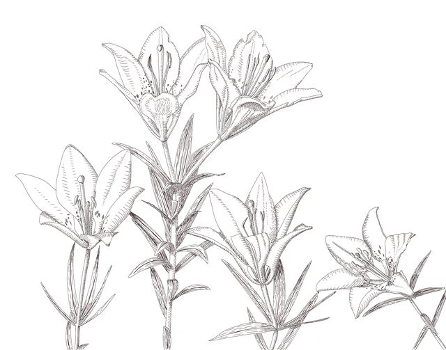 Free flowers lilies prairie lilies illustration