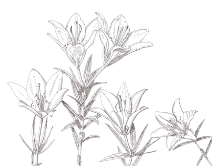 草原 自然に関する100以上の無料イラスト Pixabay