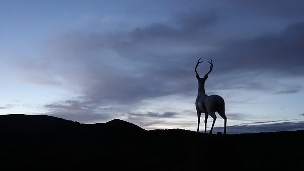 Blanco Verde, Monte Hanlla, Ciervo