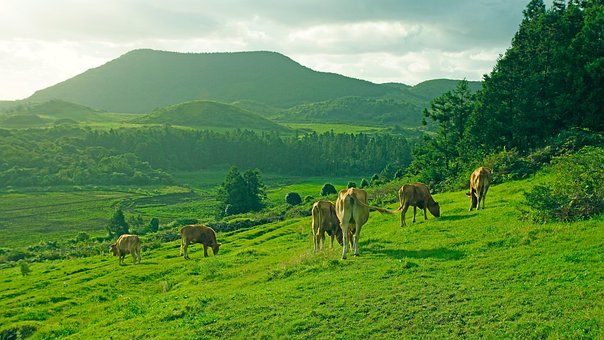 Pradera, Isla Jeju, Vacas, Pastar