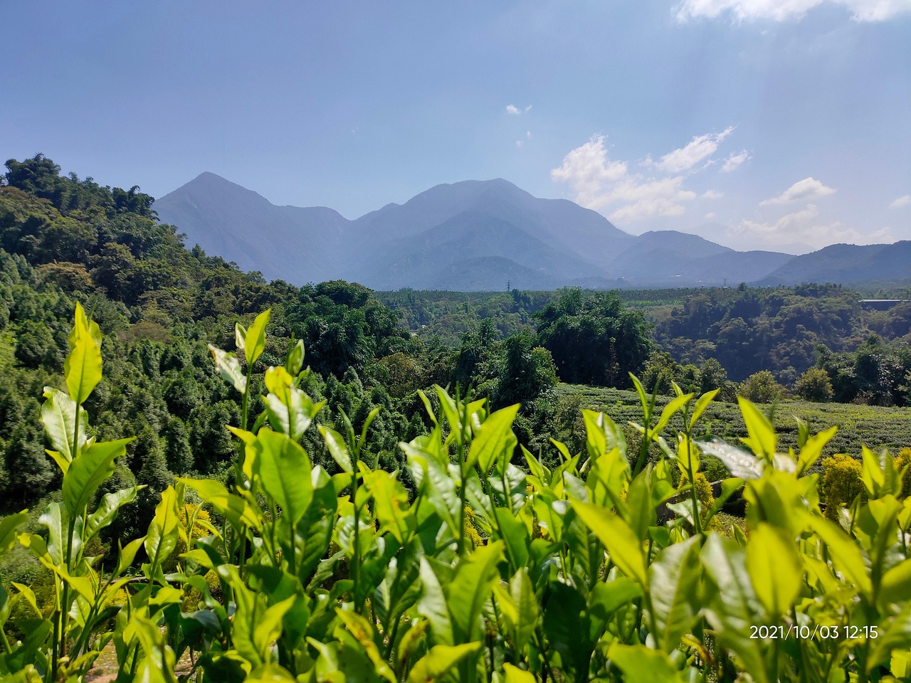 Tea Landscape Mountain View Free photo on Pixabay Pixabay
