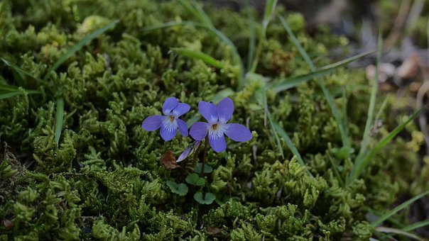 Flores De Primavera, Violeta, Primavera