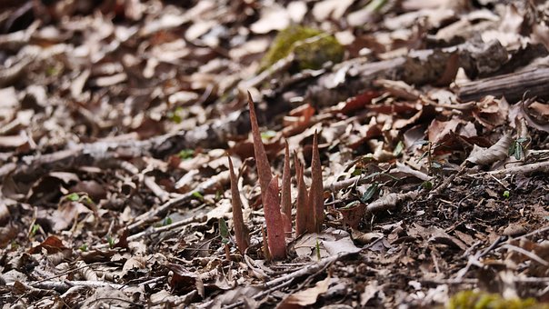 Dispara, Planta, Bosque, Naturaleza