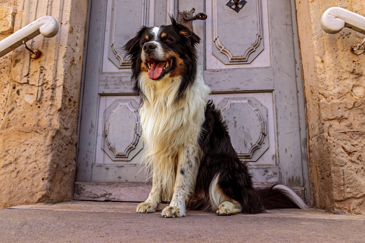 Shepherd Dog Pet - Free photo on Pixabay - Pixabay