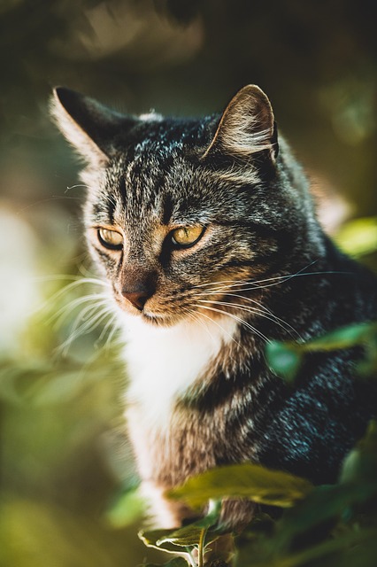 猫 宠物 猫科动物 - Pixabay上的免费照片 - Pixabay